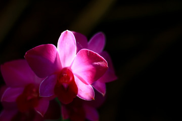 Pink orchid with sunshine in a black background