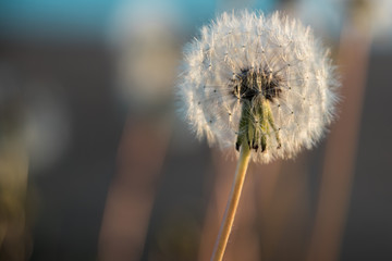 Dandelion Gone to Seed