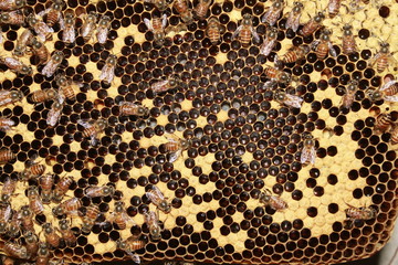 Larvae of bees and worker bees in the honeycombs.