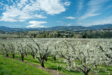 Fototapeta na wymiar Mount Hood over Orchards near Hood River, Oregon