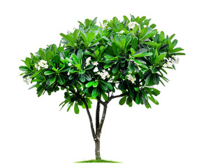 Trees isolated on a white background, tropical trees isolated used for design. File contains with clipping path.