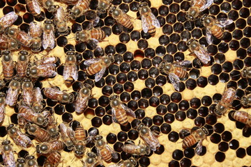 Larvae of bees and worker bees in the honeycombs.