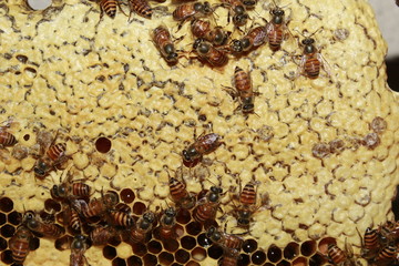 Larvae of bees and worker bees in the honeycombs and honey cells in the apiary.Apiculture