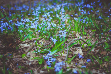 flowers in forest