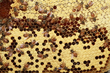 Larvae of bees and worker bees in the honeycombs and honey cells in the apiary.Apiculture