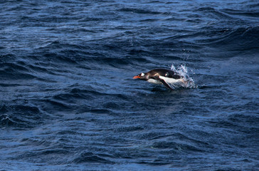 Fototapeta premium Gentoo penguin jumping in water