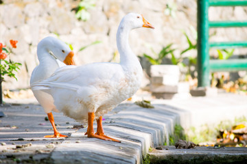 beautiful White swans standing on the bank near the pier of lake 
