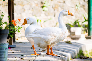 beautiful White swans standing on the bank near the pier of lake 
