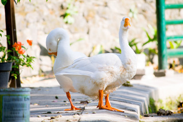 beautiful White swans standing on the bank near the pier of lake 