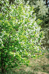 Fototapeta na wymiar White bird cherry blooming in spring