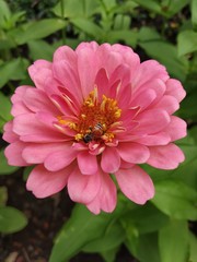 Fototapeta premium pink flower in the garden