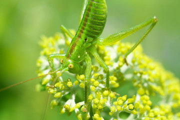 Tokyo,Japan-May 25, 2019: A locust on Buds of Annabelle Hydrangea
