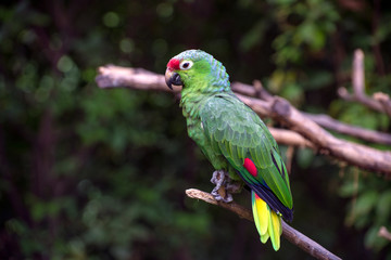 macaws 