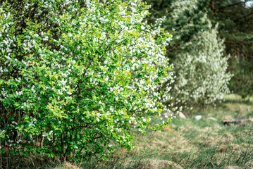 White bird cherry blooming in spring