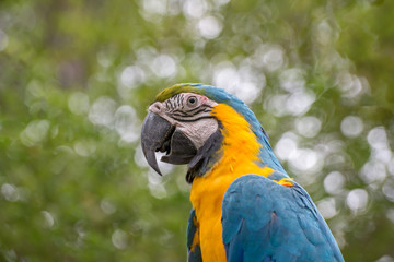 macaws 