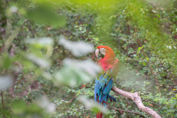 macaw 