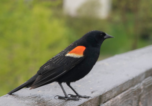 Red Winged Blackbird 1