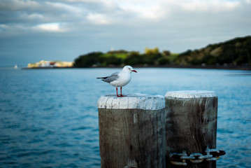 Sea Birds