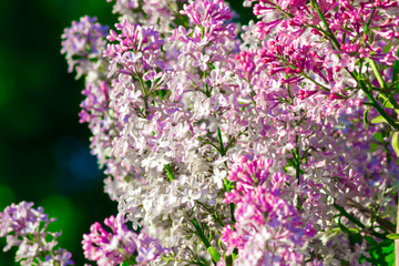 Beautiful Lilac in the sun