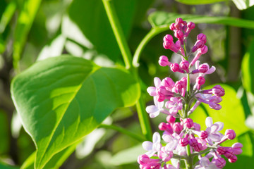 Beautiful Lilac in the sun