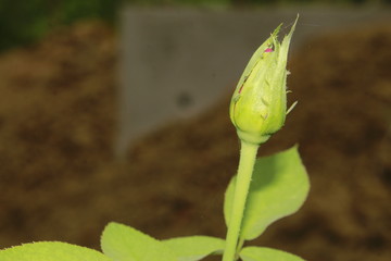 Rose bud