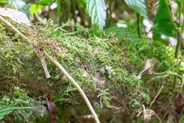 green leaf of tree in forest