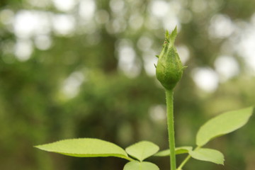 Rose bud