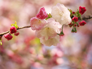 春・満開の八重桜