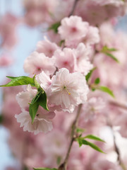 春・満開の八重桜