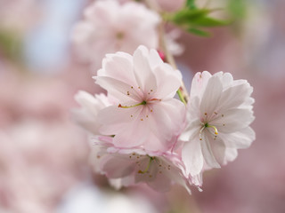 春・満開の八重桜