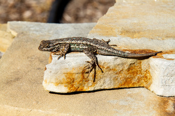 lizard on rock