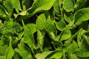 green leaves background