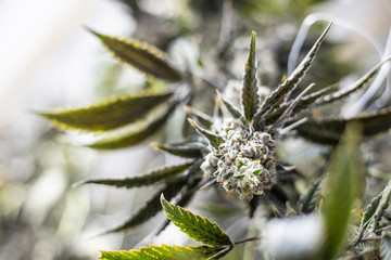 Cannabis Plant Top Bud Flowering Shallow Depth of Field Background Texture Marijuana Leaf