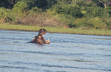 On the seri river, malawi.A hippos yawn, before it submerges.