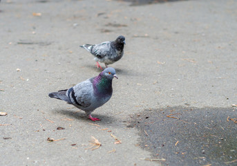 Fototapeta premium Pigeons walk along the road. City birds