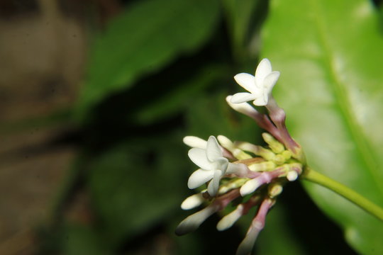 Close up macro of Indian snakeroot flower and buds (Rauvolfia serpentina,Patalgaruda). Urdu Asrel Indonesia, Pule pandak, Mizo Rult&uacute;rzung.