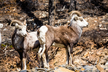 Two male Stone Sheep rams in southern Yukon Territory in Canada.