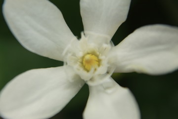 Fototapeta na wymiar Macro closeup of vibrant beautiful white wrightia antidysenterica, milky way or wrightia religiosa
