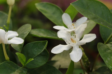 Small and fragile White Wrightia antidysenterica flowers.