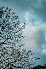 London dark sky with clouds with dramatic tree