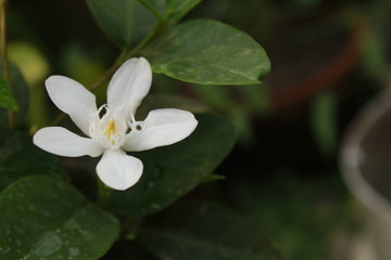 Close up of Small and fragile White Wrightia antidysenterica flower.Common name: coral swirl, milky way,tellicherry bark, Sweet Indrajao, Pala indigo plant, Dyers’s oleander ,Kapar(Hindi).