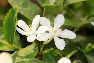 Fototapeta na wymiar Small and fragile White Wrightia antidysenterica flowers.