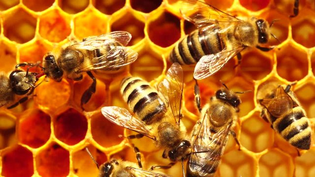 Worker bees on honeycombs macro. Honey comb with pollen, honey and nectar. Extracting Honey