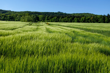 Obraz premium Grünes Getreidefeld in der Morgensonne
