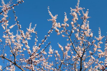 cherry tree blossom