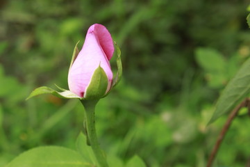 Pink rose flower in garden.Defocused blurr background with copy space for text or word.