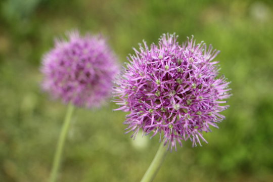 Blooming garlic decorative on blurred green grass background