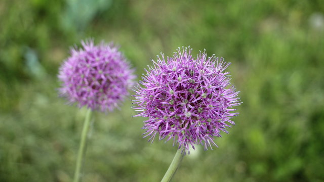 Two lilac blooming garlic flowers on blurred green grass background