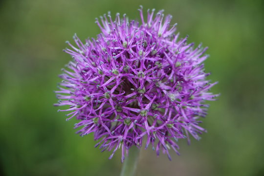 Decorative purple blooming garlic close up on blurred green grass background