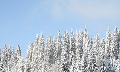 landscape with pine trees covered with snow